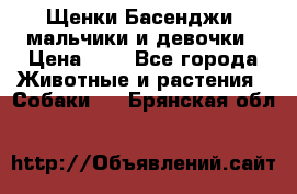 Щенки Басенджи ,мальчики и девочки › Цена ­ 1 - Все города Животные и растения » Собаки   . Брянская обл.